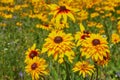 Yellow Rudbeckia coneflowers, black-eyed-susans flowers close-up. Rudbeckia in the garden. Royalty Free Stock Photo