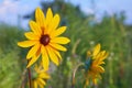 Yellow Rudbeckia coneflowers, black-eyed-susans flowers close-up. Royalty Free Stock Photo