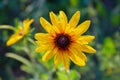 Yellow Rudbeckia coneflowers, black-eyed-susans flowers close-up.