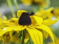 Yellow rudbeckia flower blooming