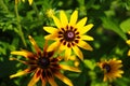 Yellow rudbeckia flower close-up view from above