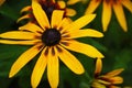 Yellow rudbeckia flower close-up view from above.