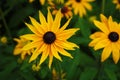 Yellow rudbeckia flower close-up view from above.