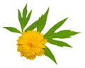 Yellow rudbeckia flower with leaves isolated
