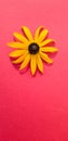 yellow rudbeckia flower on a red background flora macro shadow colors contrast pink