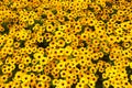 Yellow rudbeckia flowers