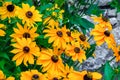 Yellow rudbeckia flowers