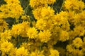 Yellow rudbeckia flowers