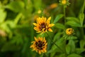 Yellow Rudbeckia Flowers on Green Background