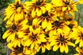 Yellow Rudbeckia flowers. Summer flowers