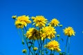 Yellow rudbeckia golden balls on the background of blue sky