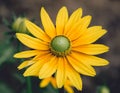 Yellow Rudbeckia hirta flowerhead Royalty Free Stock Photo