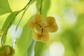 Yellow Rumdul flower or White cheesewood over green natural Blur background, Kingdom of Cambodia or White cheesewood blooming with Royalty Free Stock Photo