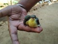 Yellow-rumped bird in hand stock photos.this photo is taken in India By vishal singh