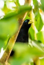 Yellow rumped bird named Cacique latin name Cacicus cela is hiding in the leafs of tropical tree. Small black bird with blue Royalty Free Stock Photo