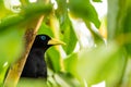 Yellow rumped bird named Cacique latin name Cacicus cela is hiding in the leafs of tropical tree. Small black bird with blue Royalty Free Stock Photo