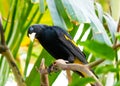 Yellow rumped bird named Cacique latin name Cacicus cela is hiding in the leafs of tropical tree. Small black bird with blue Royalty Free Stock Photo