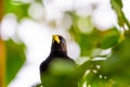 Yellow rumped bird named Cacique latin name Cacicus cela is hiding in the leafs of tropical tree. Small black bird with blue Royalty Free Stock Photo