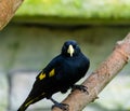 Yellow rumped bird named Cacique latin name Cacicus cela is hiding in the leafs of tropical tree. Small black bird with blue Royalty Free Stock Photo