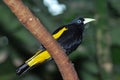 Yellow rumped cacique Royalty Free Stock Photo
