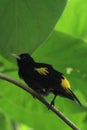 Yellow-rumped cacique Royalty Free Stock Photo