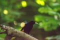 Yellow-rumped Cacique bird called Cacicus cela Royalty Free Stock Photo