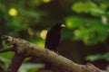 Yellow-rumped Cacique bird called Cacicus cela Royalty Free Stock Photo