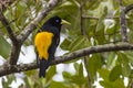 Yellow-rumped Cacique Royalty Free Stock Photo