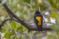 Yellow-rumped Cacique Royalty Free Stock Photo