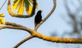 Yellow-rumped Cacique (Cacicus cela) in Brazil Royalty Free Stock Photo