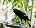 Yellow-rumped cacique (Cacicus cela) Royalty Free Stock Photo