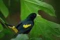 Yellow-rumped Cacique, Cacicus cela, in the nature habitat. Black bird with yellow wings in the green vegetation. Widl bird from Royalty Free Stock Photo