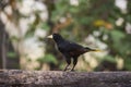 Yellow rumped cacique, Cacicus cela Royalty Free Stock Photo