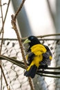 Yellow-rumped Cacique Cacicus Cela sitting on Branch, Portrait Photography. Bird with beautiful blue eyes is sitting on trunk. Royalty Free Stock Photo