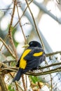 Yellow-rumped Cacique Cacicus Cela sitting on Branch, Portrait Photography. Bird with beautiful blue eyes is sitting on trunk. Royalty Free Stock Photo