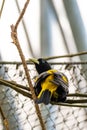 Yellow-rumped Cacique Cacicus Cela sitting on Branch, Portrait Photography. Bird with beautiful blue eyes is sitting on trunk. Royalty Free Stock Photo