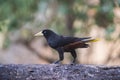 Yellow rumped cacique, Cacicus cela, Royalty Free Stock Photo