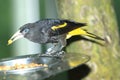 Yellow-rumped cacique Royalty Free Stock Photo