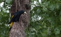 Yellow-rumped Cacique on the Yellow-rumped cacique nest. Yellow-rumped cacique Cacicus cela Royalty Free Stock Photo