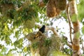 Yellow-rumped Cacique at a nest, San Jose do Rio Claro, Mato Grosso Royalty Free Stock Photo