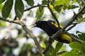 Yellow - rumped Cacique Royalty Free Stock Photo