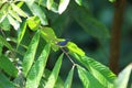 Yellow-rumped flowrpecker in Kawag, Borneo Royalty Free Stock Photo