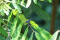 Yellow-rumped flowrpecker in Kawag, Borneo Royalty Free Stock Photo