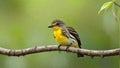 Yellow-rumped Flycatcher, bird is perching on the tree branch.