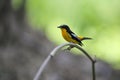 Yellow-rumped Flycatcher, Birds in Thailand