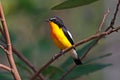 Yellow-rumped Flycatcher Ficedula zanthopygia Beautiful Male Birds of Thailand Royalty Free Stock Photo