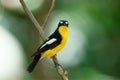 Yellow-rumped flycatcher Ficedula zanthopygia the beautiful ye Royalty Free Stock Photo