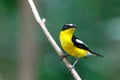 Yellow-rumped flycatcher Ficedula zanthopygia the beautiful ye Royalty Free Stock Photo