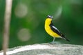 Yellow-rumped flycatcher Ficedula zanthopygia the beautiful ye Royalty Free Stock Photo