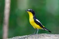 Yellow-rumped flycatcher Ficedula zanthopygia the beautiful ye Royalty Free Stock Photo